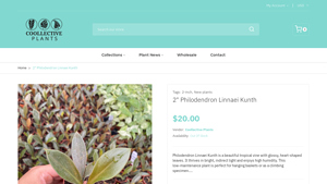 Coollective Plants - Philodendron Linnaei Kunth