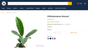 Ecuagenera - Philodendron Linnaei