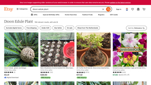 Etsy - Unique Dioon Edule Plants