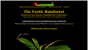 Exotic Rainforest - Philodendron Linnaei