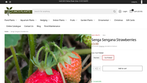 Lincs Plants - Senga Sengana Strawberries