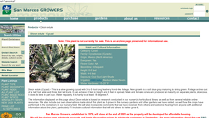 SM Growers - Dioon edule Cycad
